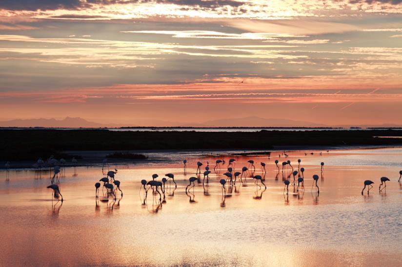 Splendidi fenicotteri rosa in Camargue Tramonto in Camargue