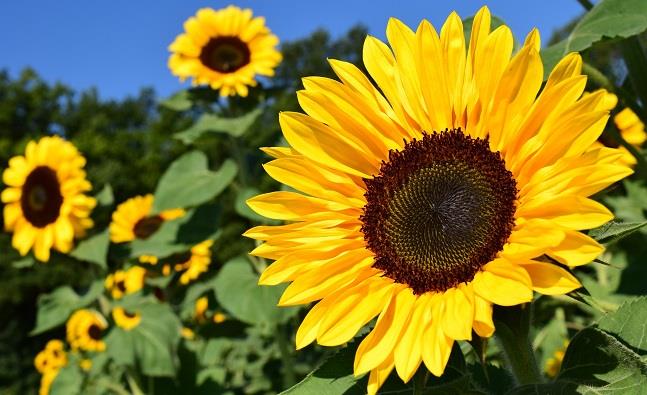 Dei fiori di girasole Dei girasoli