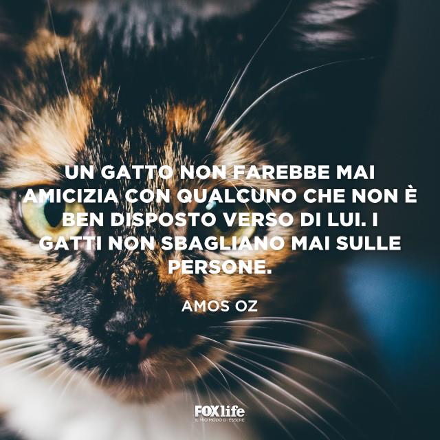 Frase Oz Gatto con espressione irosa