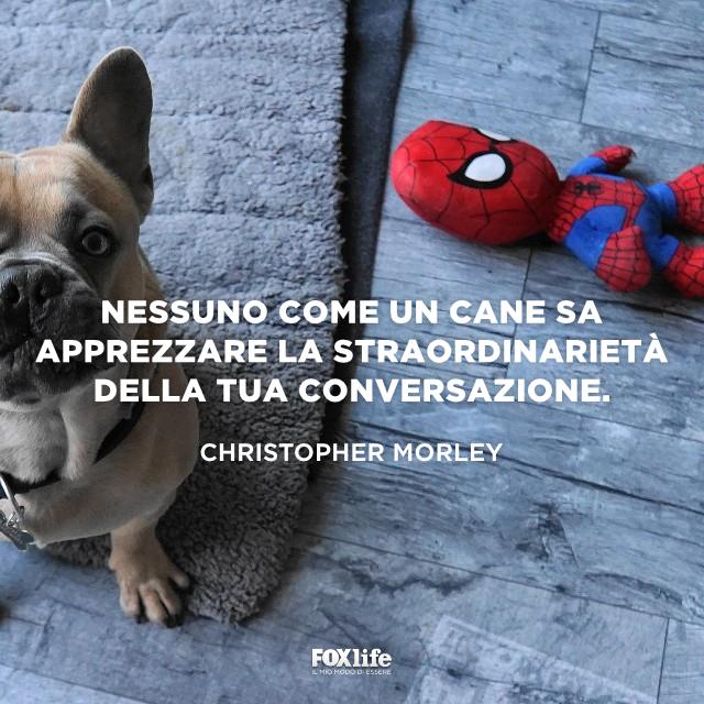 Frase Morley Cane guarda il padrone