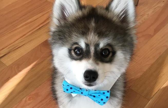 Norman The Pomsky Norman, il cucciolo di iomsky