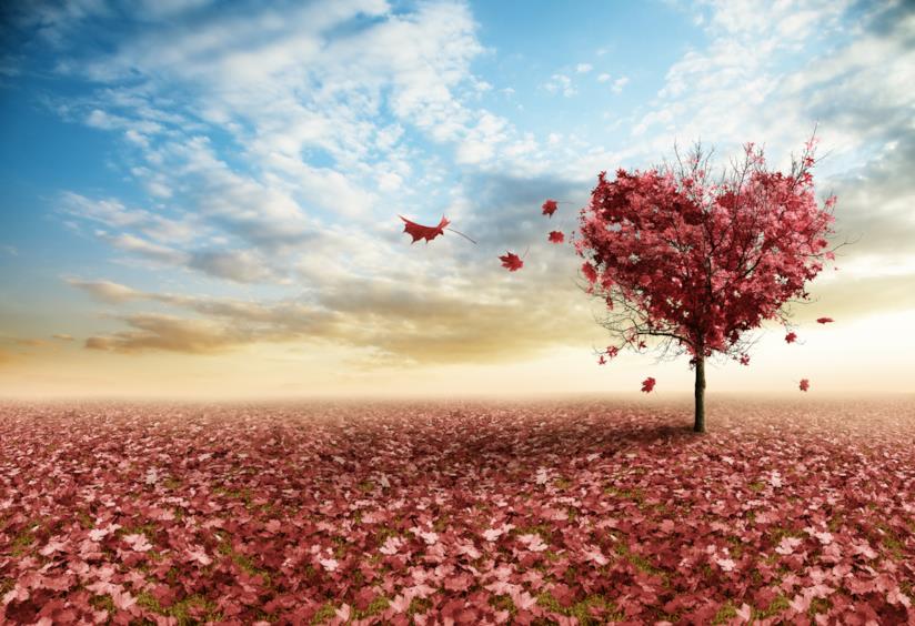 Frasi dolci Albero a forma di cuore