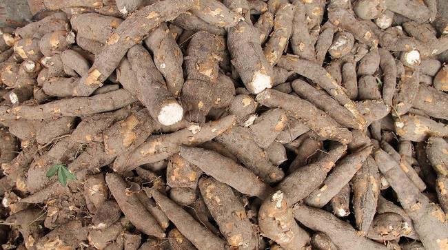 Una guida per scoprire la manioca, il tubero dal Brasile ricco di carboidrati, ferro e calcio Una guida per conoscere il tubero del Brasile detto manioca, ricco di carboidrati, ferro e calcio