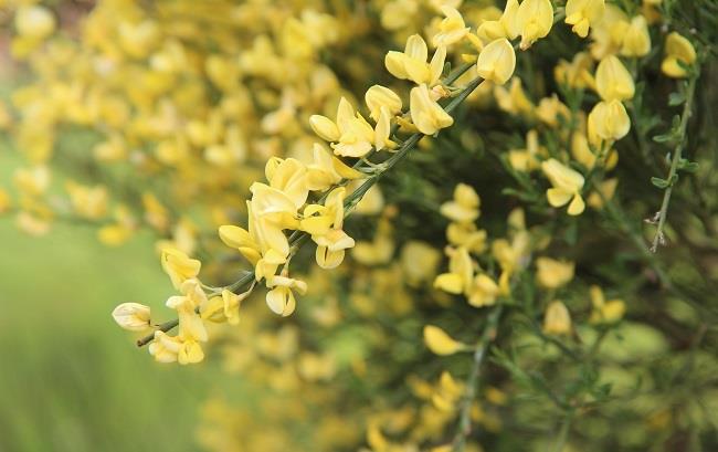 Una guida per conoscere la ginestra, pianta umile dalla prorompente fioritura La ginestra è una pianta umile dalla fioritura prorompente, utilizzata a scopo decorativo e non solo
