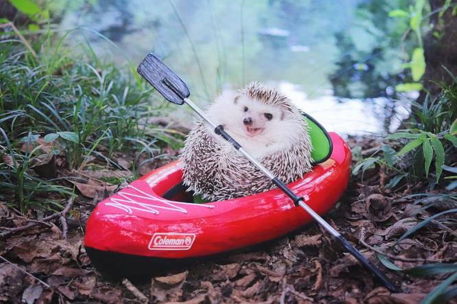 Ora di fare l'escusiorse in Kayak Il riccio Azuki in kayak