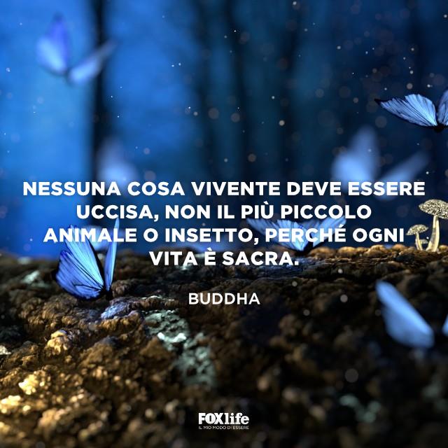 Nessuna creatura vivente va uccisa Farfalle blu
