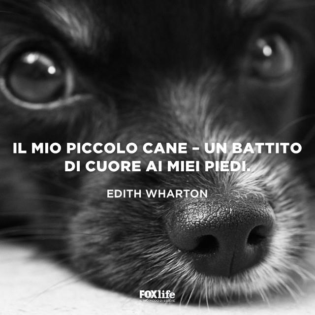 Frase Edith Naso di cane in primo piano