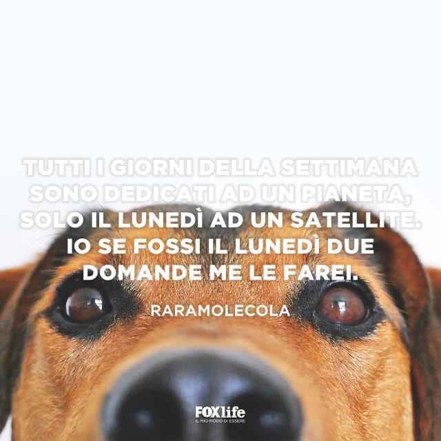 Giorni della settimana Muso di un cagnolino in primo piano