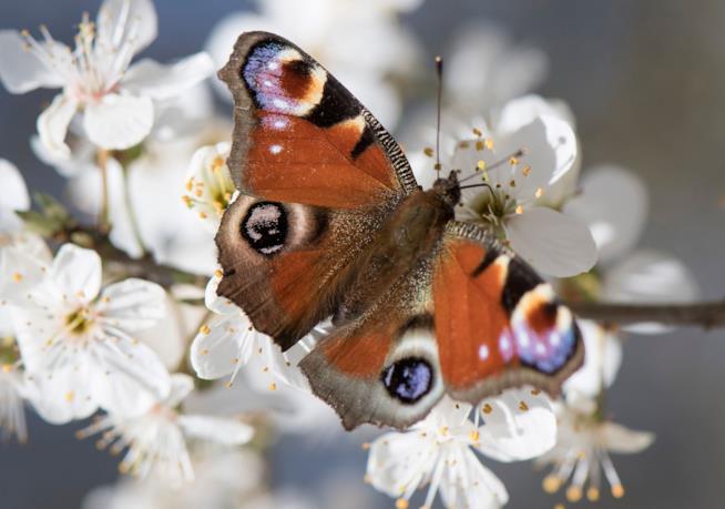 Una farfalla su dei fiori bianchi Una farfalla posata su fiori bianchi