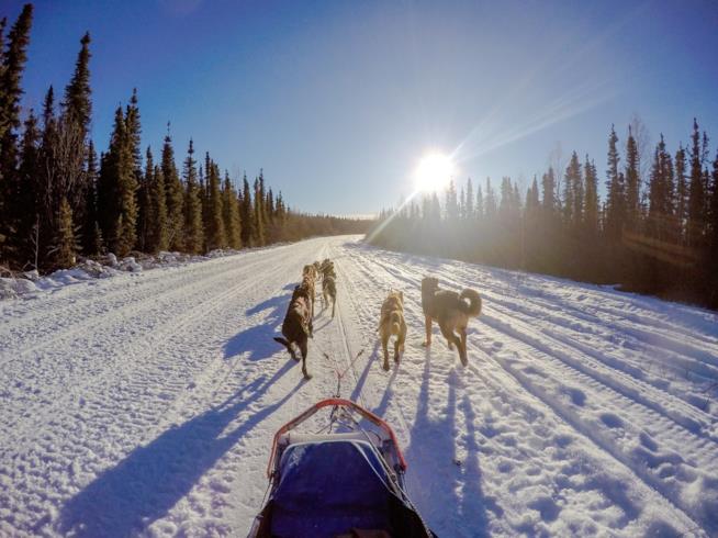 Cani da slitta in Alaska