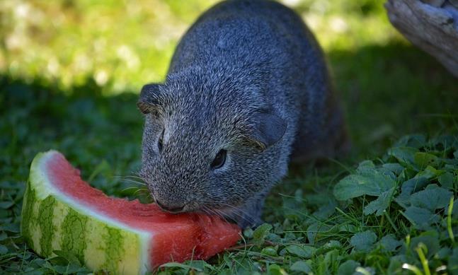 Un porcellino d'India mangia il cocomero Un porcellino d'India mentre mangia una fetta di cocomero