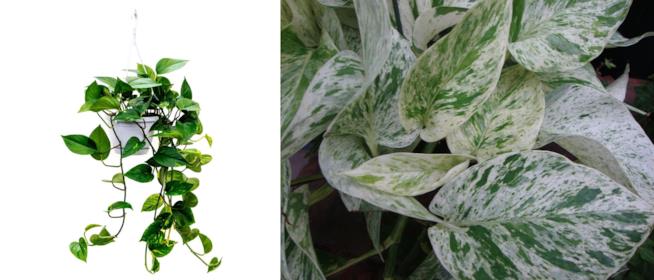 Epipremnum Aureum Pothos o Scindapsus Aureum
