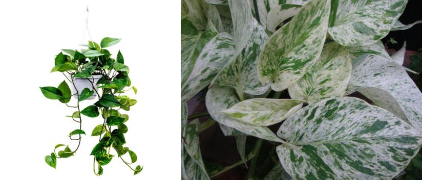 Epipremnum Aureum Pothos o Scindapsus Aureum