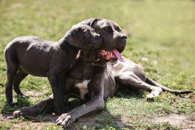 Profilo di Cane Corso Cane corso