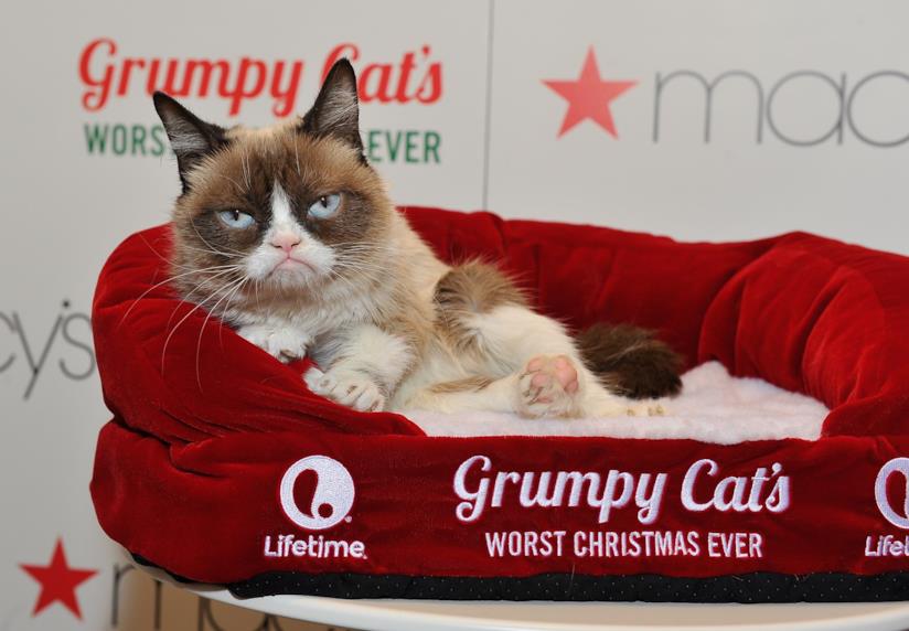 Grumpy Cat è scomparsa a soli 7 anni La regina dei cat meme è mancata a 7 anni