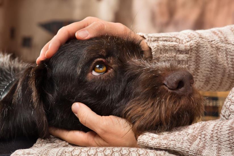 Il muso di un cane Gli occhi imploranti di un cane