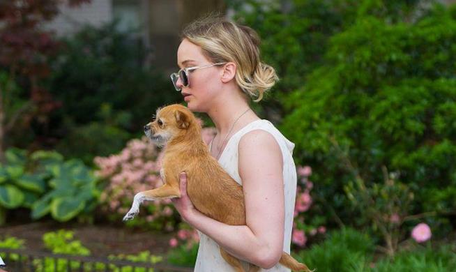 Jennifer Lawrence aggressiva con un paparazzo per il suo cane Jennifer Lawrence con il suo cane