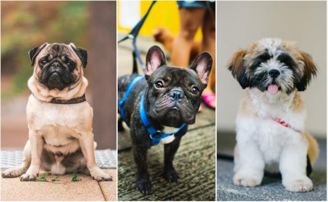 cani brachicefali un carlino, un french bulldog e uno shih-tzu
