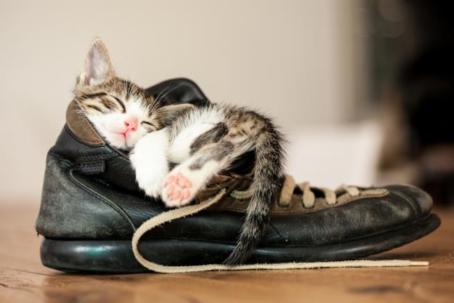 Frasi gatti Gattino dorme in una scarpa