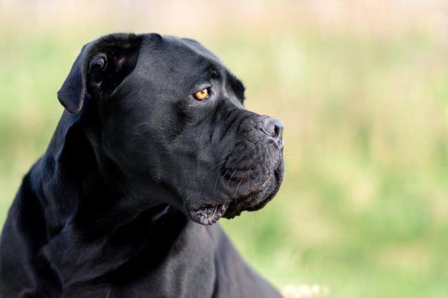 Cane corso adulto un esemplare adulto di cane corso