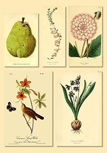 Adesivo da Parete Stampa Botanica