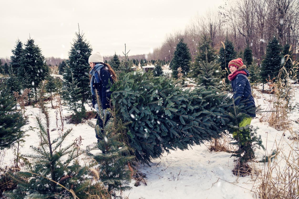 Albero di Natale vero