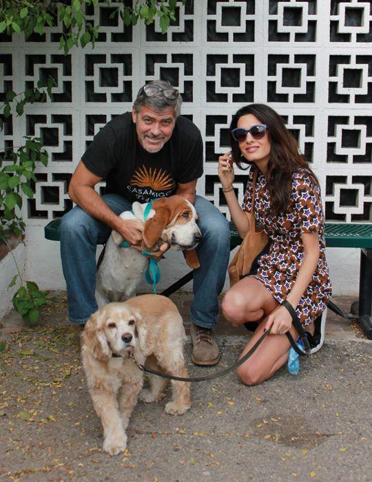 George e Amal Clooney con la loro ultima cagnolina adottata Millie La cagnolina Millie, l'ultima arrivata a casa Clooney