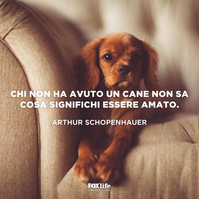 Un cane va amato Cane accucciato sul divano
