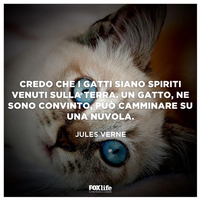 Frase Verne Primo piano del muso di un micio