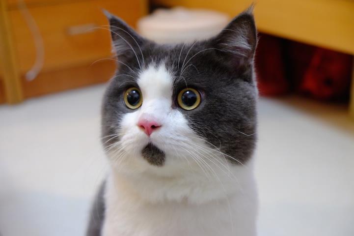 Banye, il gatto sorpreso Una foto del gatto Banye