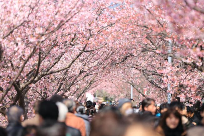 Un viale di sakura in giappone Un viale con ciliegi da fiore in Giappone
