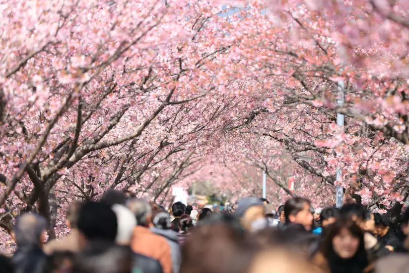 Un viale di sakura in giappone Un viale con ciliegi da fiore in Giappone