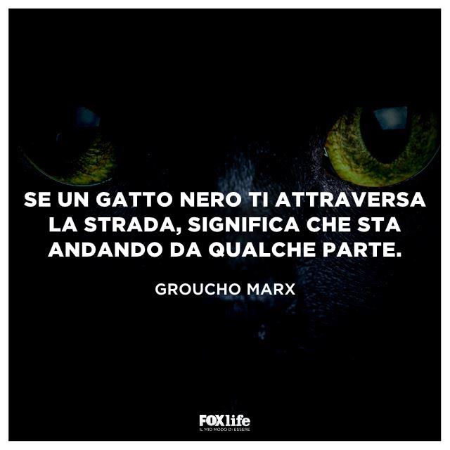 Frase Marx Primo piano gatto nero