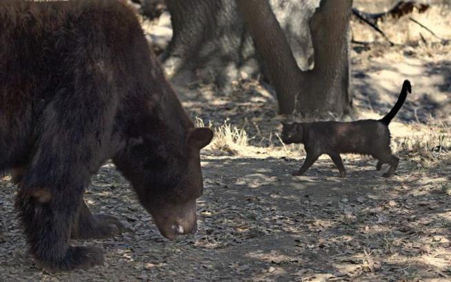 Little Bear e Sequoia Un orso bruno e un gatto al Folsom City Zoo Sanctuary