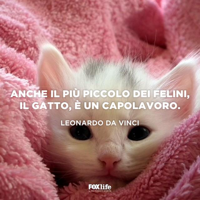 Frase Vinci Gattino bianco avvolto nella coperta