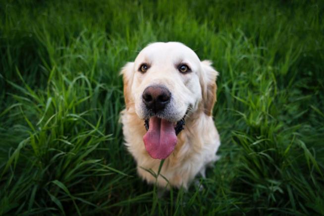 Il migliore antiparassitario spot on per cane migliori pipette antiparassitarie per il tuo cane