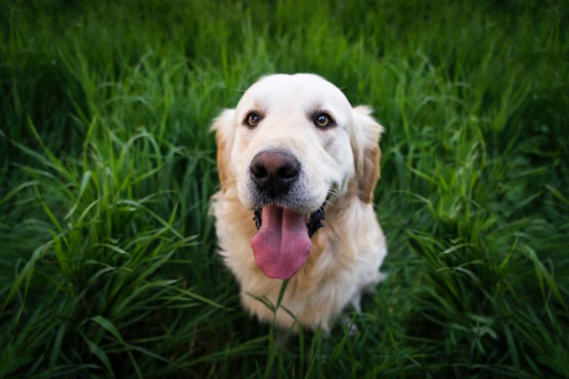 Il migliore antiparassitario spot on per cane migliori pipette antiparassitarie per il tuo cane