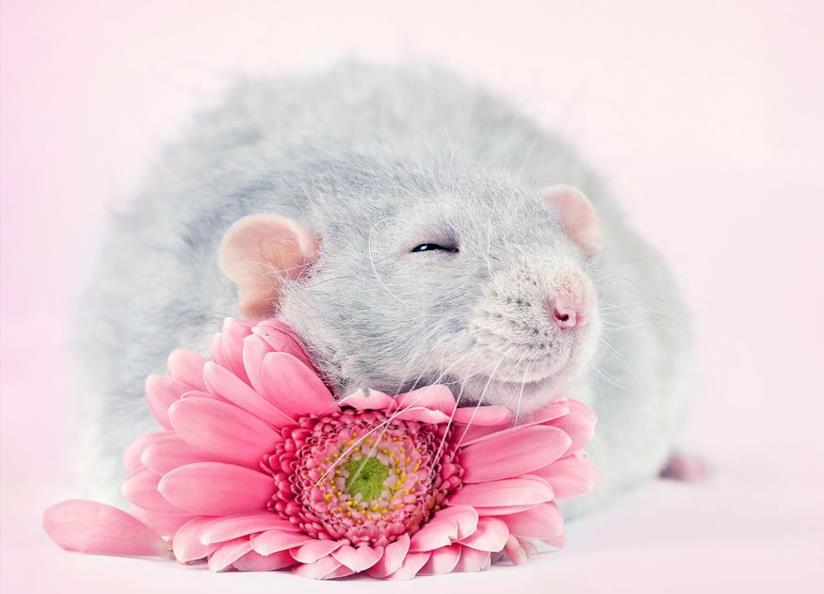 Un topo con una gerbera, di Diane Ozdamar Un topo grigio con un fiore rosa