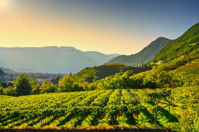 Strada del vino del Trentino Strada del vino del Trentino