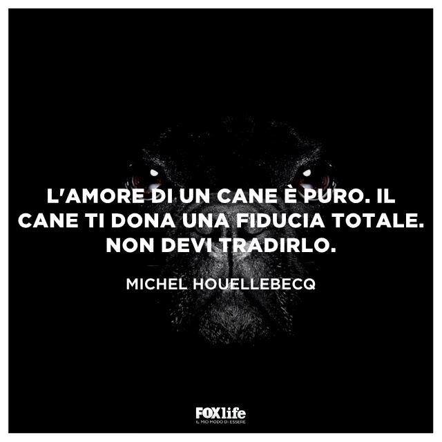 Frase Michel Primo piano di un cagnolino nero