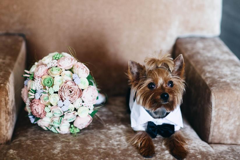 Cani ai matrimoni Cane seduto su una poltrona vicino al bouquet di nozze