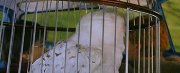La civetta Hedwig Una scena del film Harry Potter e la camera dei segreti