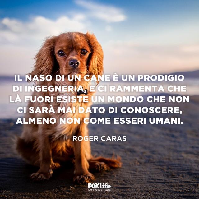 Frase Caras Cagnolino seduto sulla sabbia