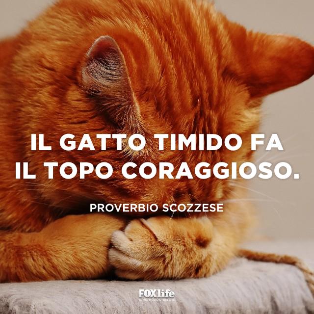Proverbio scozzese sui gatti Gatto rosso nasconde il muso tra le zampine