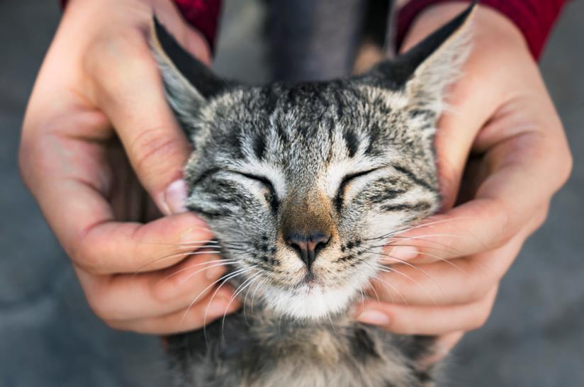Come accarezzare un gatto una donna accarezza un gatto