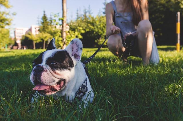 I migliori guinzagli per cani come-scegliere-guinzaglio-cani