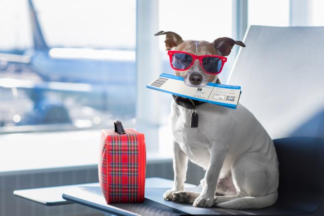 Cane in aereo Cane in aereo