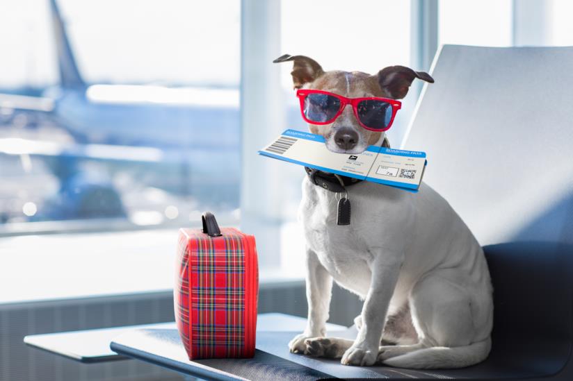 Come portare in aereo il cane Cane in aereo