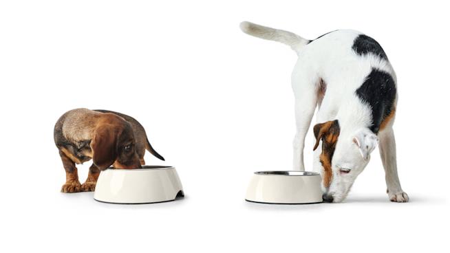Migliori ciotole adatte a cani voraci Cani voraci le migliori ciotole