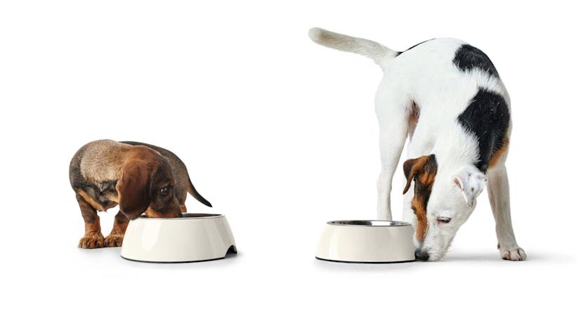 Migliori ciotole adatte a cani voraci Cani voraci le migliori ciotole